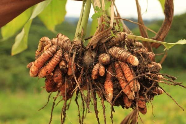 Agriculture News: दोस्‍तों की सलाह पर बदली क‍िस्‍मत, मजदूर से बन गया बिजनेसमैन, हर महीने 50000 की कमाई